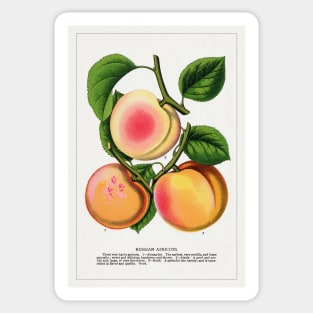 Russian Apricots Lithograph (1900) Sticker